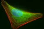 cell 3